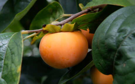 The Vital Beat: Steps to Nurture Optimal Heart Health